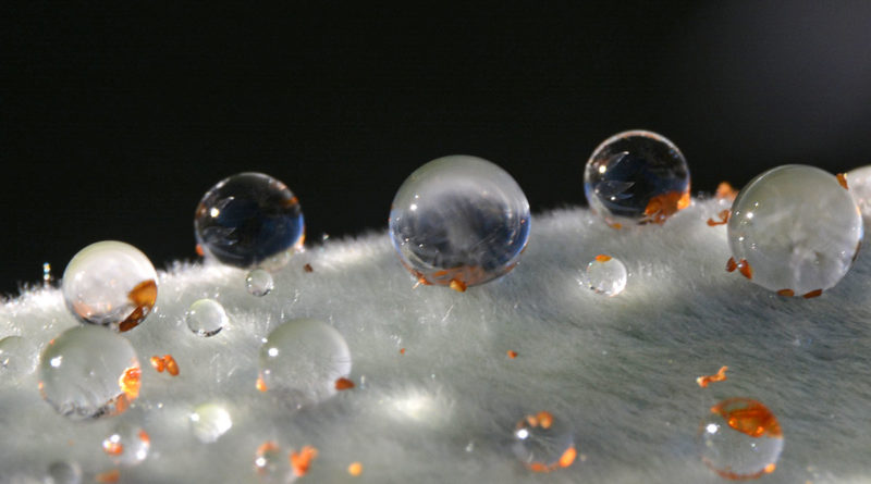 Gouttes d’eau sur des feuilles